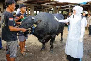 Gubernur Khofifah Dorong Peternak Jatim Penuhi Kebutuhan Daging di Pasar Global