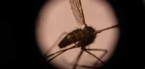 Migrasi Manusia Purba dari Afrika karena Malaria?