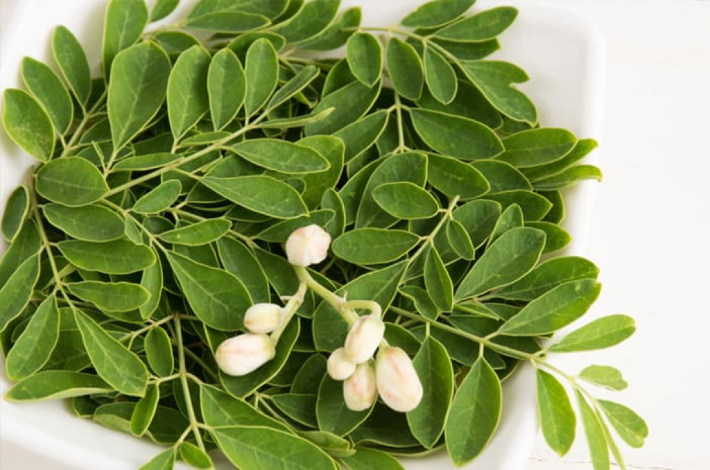 Resep Hidangan Sehat Kaya Nutrisi dari Bahan Daun Kelor