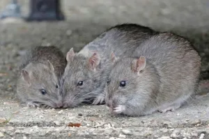 WHO Turun Tangan Selidiki Kasus Hantavirus Mematikan di Samudra Atlantik