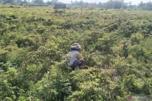 Bukan Sekadar Pangan, Pertanian Jadi Benteng Stabilitas Ekonomi RI