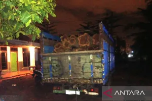 Petugas Gabungan Amankan Dua Pelaku Pembalakan Liar di Banyuwangi