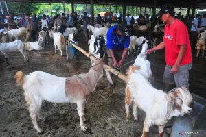 Cegah Penyakit Menyebar, Pengawasan Hewan Kurban Wajib Diperketat