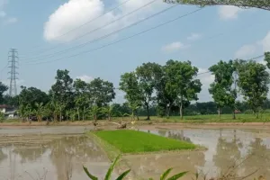 Petani Lebak Siasati Ancaman Gagal Panen Akibat Musim Kemarau Ekstrem, Musim Tanam Dipercepat