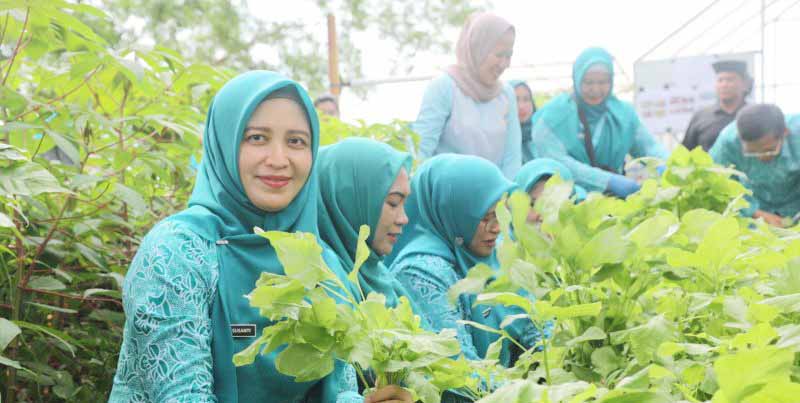 PKK Kepulauan Seribu Panen 38 Kg Sayur Mayur, Perkuat Ketahanan Pangan Keluarga dengan Tanaman Hidroponik