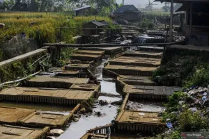 Tak Mau Produksi Turun, Pembudi Daya Ikan Lebak Terapkan Strategi Cerdas Ini Jelang Kemarau
