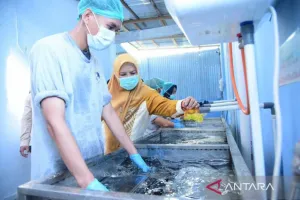 30 Variasi untuk Menu MBG