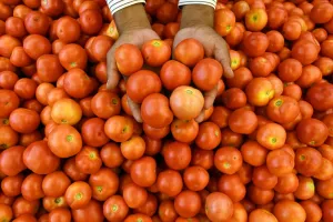 Bikin Glowing Alami: Intip Deretan Manfaat Tomat untuk Kesehatan Kulit