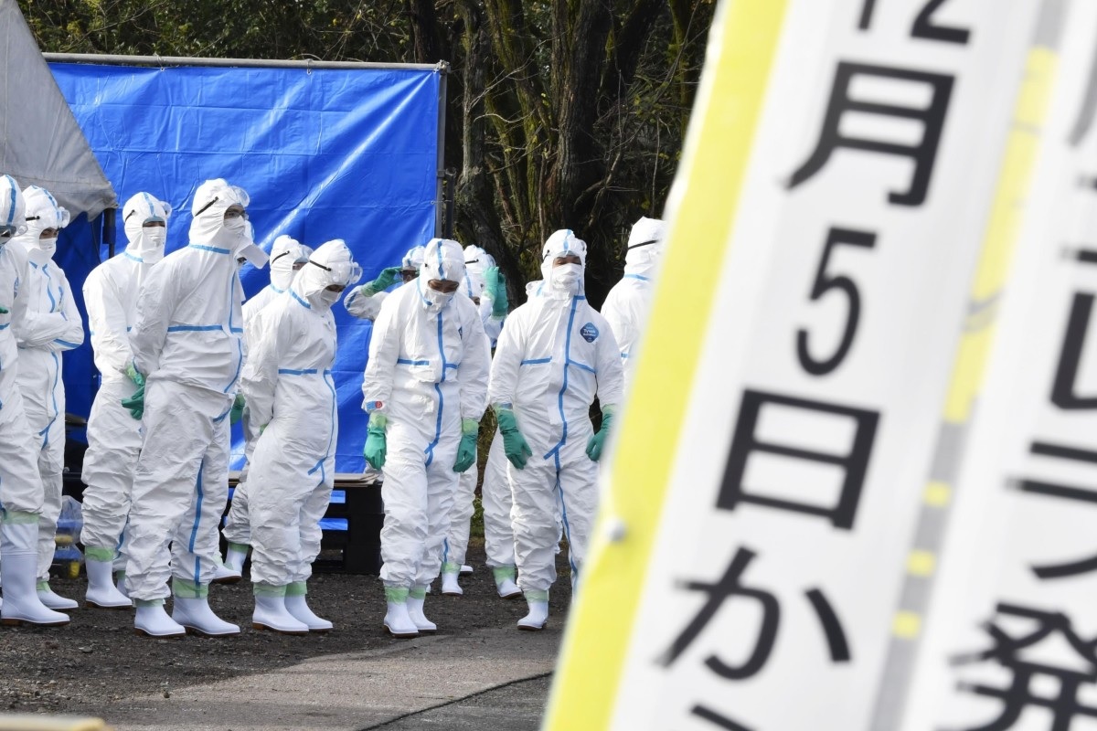 Jepang Laporkan Kasus Baru Wabah Demam Babi di Peternakan Shizuoka 