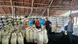 Polda Riau Sita 100 Ton Arang Bakau dari Hutan Mangrove di Meranti