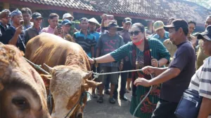 Stok Hewan Kurban di Gunungkidul Melimpah, Siap Suplai Daerah Lain