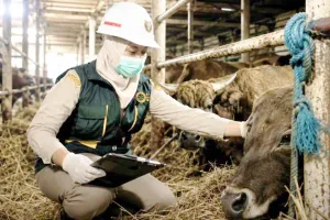 6.836 Ekor Sapi Kurban Masuk Kalsel, Balai Karantina Pastikan Bebas Penyakit