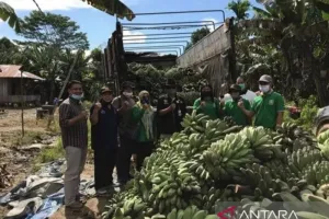 Diversifikasi Pangan Jadi Tameng Kaltim Hadapi Cuaca Ekstrem