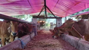 Kenaikan Harga Sapi Ubah Tren Pembelian Hewan Kurban di Yogyakarta