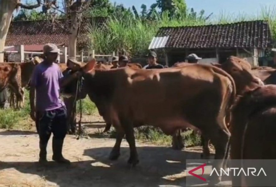 Memperkuat Pengawasan Hewan Kurban Jelang Idul Adha