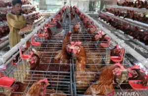 Mengoptimalkan Menu Telur di MBG untuk Stabilkan Harga