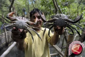 Permintaan Tinggi, Kepiting Mimika Raup Pasar Malaysia–Singapura
