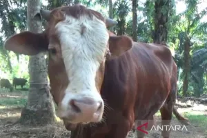Presiden Prabowo Salurkan Sapi Kurban 900 Kg untuk Masyarakat Bengkulu Tengah