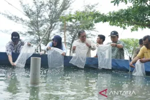 Tingkatkan PAD, Bangka Tengah Optimalkan Panen Udang Vaname