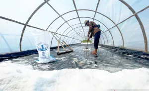 Bukan Garam Biasa, Intip Mewahnya 'Ladang Kristal' Indramayu yang Harganya Tembus Rp60 Ribu
