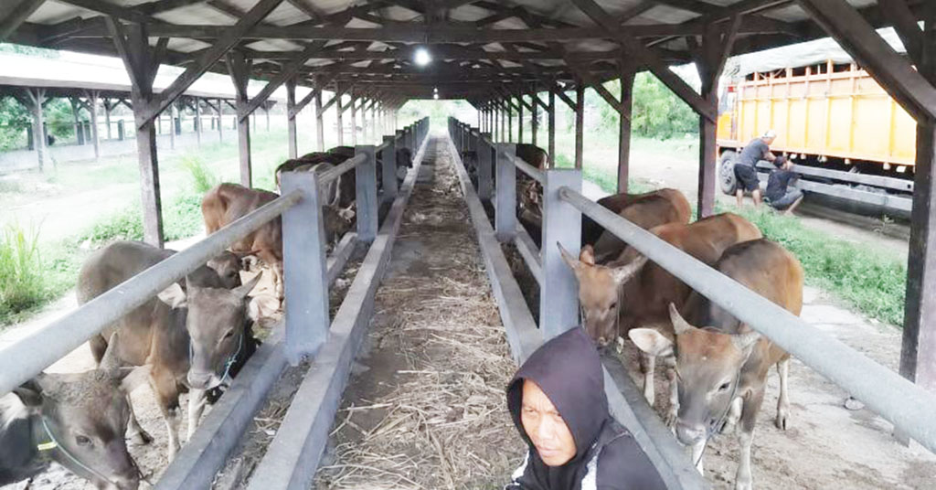 Karantina Bali Amankan Puluhan Sapi yang Dibawa Oknum dengan Dokumen Palsu