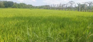Kementan dan Pemda Gunungkidul Perkuat Mitigasi Hadapi Kekeringan Ekstrem