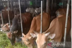 Pemerintah Kota Banjarmasin Siapkan 2.500 Sapi Kurban untuk Idul Adha 2026
