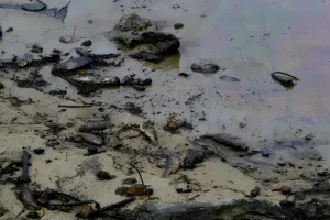 Pesisir Venezuela Menghitam Akibat Tumpahan Minyak, Ekosistem Laut Rusak Parah