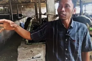 Peternak Sapi Magetan Ubah Limbah Jadi Biogas Hemat Energi