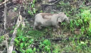 Kemenhut Gunakan Drone Thermal untuk Monitoring Gajah Sumatera di Seblat
