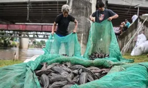  Maraknya Ikan Sapu-sapu Dinilai Jadi Indikator Kuat Kerusakan Ekosistem Sungai di Jakarta