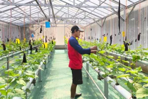 Melon Hidroponik Jadi Andalan Baru Desa Wisata di Purbalingga