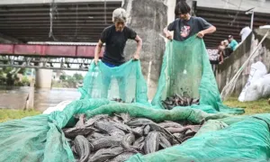 Pemkot Jaktim Sebut Ikan Sapu-sapu Jadi Tanda Darurat Sungai Jakarta
