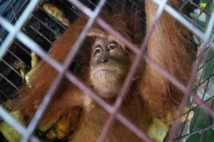 Bea Cukai Edukasi Warga Aceh Cegah Perdagangan Satwa Dilindungi