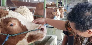 Berbobot 900 Kilogram Sapi Peternak Kabupaten Batang diBeli Presiden, Seharga Satu Mobil!