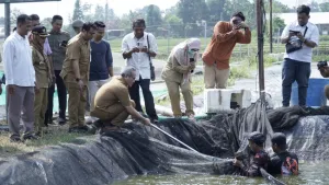 Budidaya Patin Bantul Mulai Panen, Sebagian Hasil Disuplai untuk Program MBG