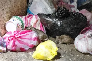 Cegah Paparan Hantavirus, Periset BRIN Minta Masyarakat Jaga Kebersihan Lingkungan