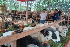 Jelang Idul Adha, Pedagang Hewan Kurban di Tangerang Lebih Selektif Soal Kesehatan Ternak