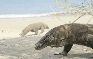 Komodo Bakal Punya 'Rumah Baru' di Luar NTT, Simak Rencana Besar Pemerintah