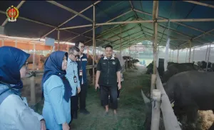 Kulon Progo Pastikan Pasokan Sapi Kurban Aman dan Berlimpah