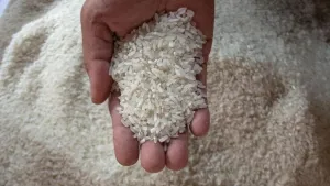 Lonjakan Stok Beras Belum Jamin Harga Stabil
