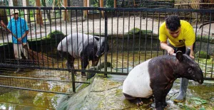 Proses Lelang Bandung Zoo Ditargetkan Wali Kota Farhan Selesai Akhir Mei