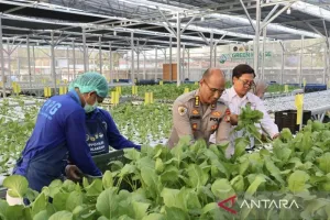 SPPG Polda Metro Jaya Panen Sawi dan Ikan untuk 2.529 Penerima Manfaat