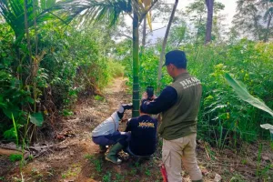 BKSDA Sumbar Tangani Empat Kasus Interaksi Harimau Sumatra di Agam.