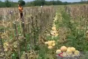 Petani Milenial Blora Raup Ratusan Juta dari Budi Daya Melon Pertiwi