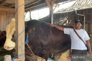 Presiden Prabowo Kurban Sapi Simental Berbobot 1,1 Ton dari Peternak Grobogan