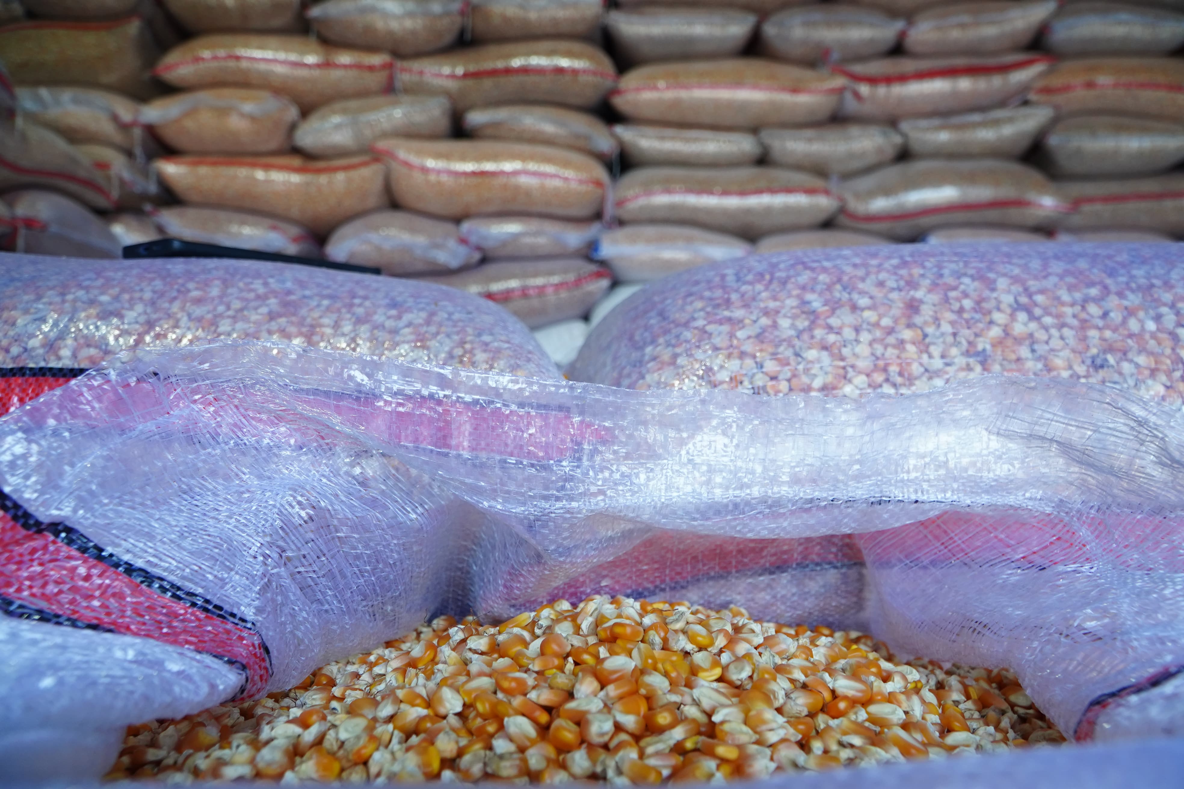 Petani Lebak Terbantu Kenaikan Harga Jagung Pipilan