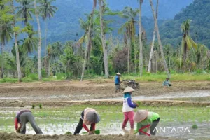 Demi Selamatkan Produksi Pangan, Padang Pariaman Kebut Pemulihan Sawah Rusak Terdampak Bencana