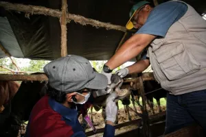 Jelang Idul Adha, Palangka Raya Sisir Kesehatan Hewan Kurban di Pasar
