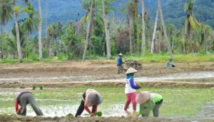 Padang Pariaman Pulihkan Sawah Terdampak Bencana dengan Optimalisasi Lahan